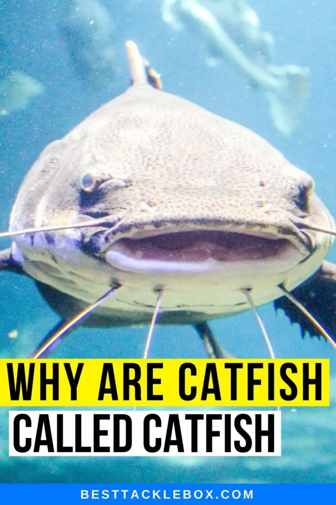 Why are Catfish called Catfish, Best Tackle Box, www.besttacklebox.com