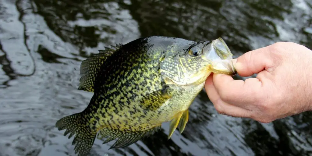 Do Crappie Bite In The Rain