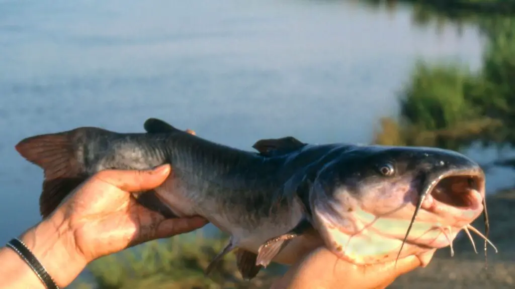 do channel catfish eat bluegill