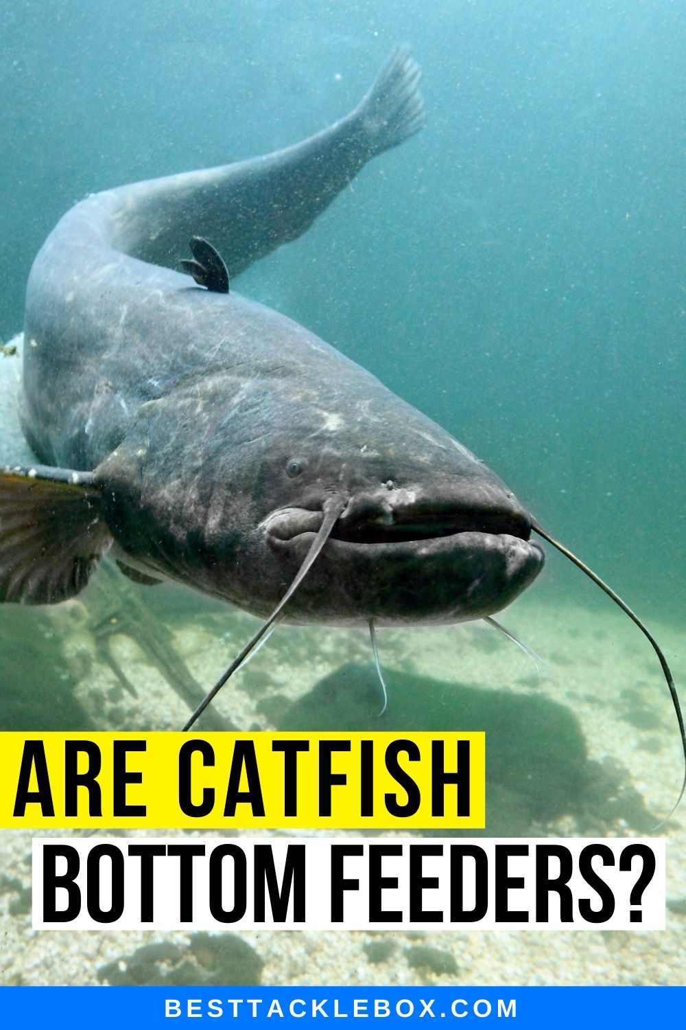 Are Catfish Bottom Feeders (Your Questions Answered) - Best Tackle Box