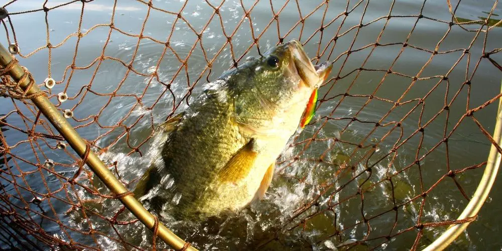 Can You Eat Largemouth Bass? The Delicious Details
