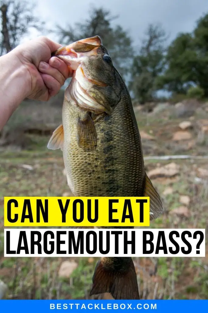 Can you eat largemouth bass, Best Tackle Box, www.besttacklebox.com