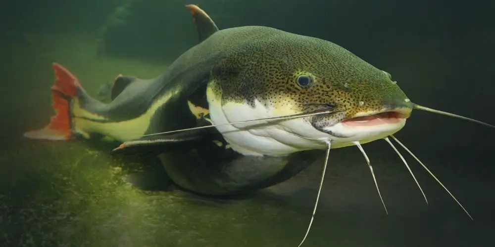 Do Channel Catfish Eat Tadpoles? (Answered)