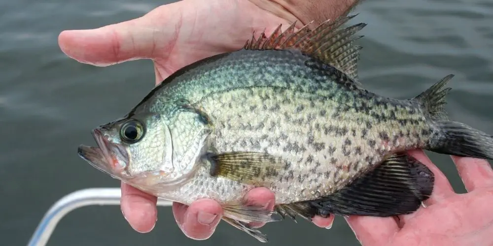 How to Fish for Crappie with Minnows