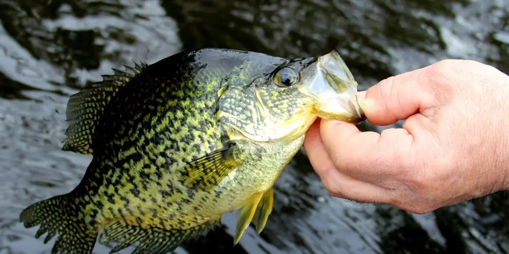 How to Fish for Crappie from the Bank (Explained)