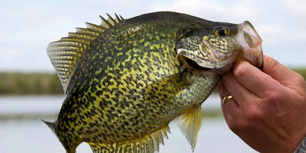 The State Crappie Record For All 50 States You Won T Believe It   State Crappie Record 