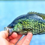 Can You Use Crappie As Bait?