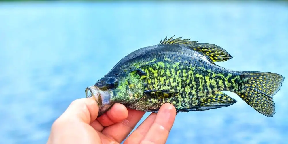 Can You Use Crappie As Bait?