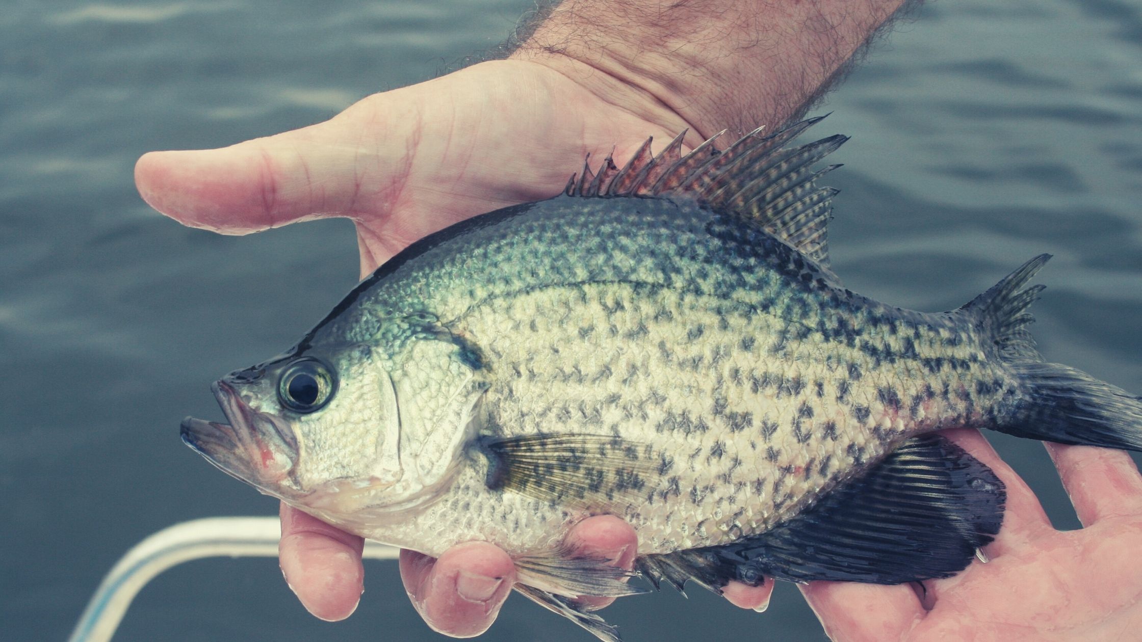 Are Crappie Bottom Feeders?