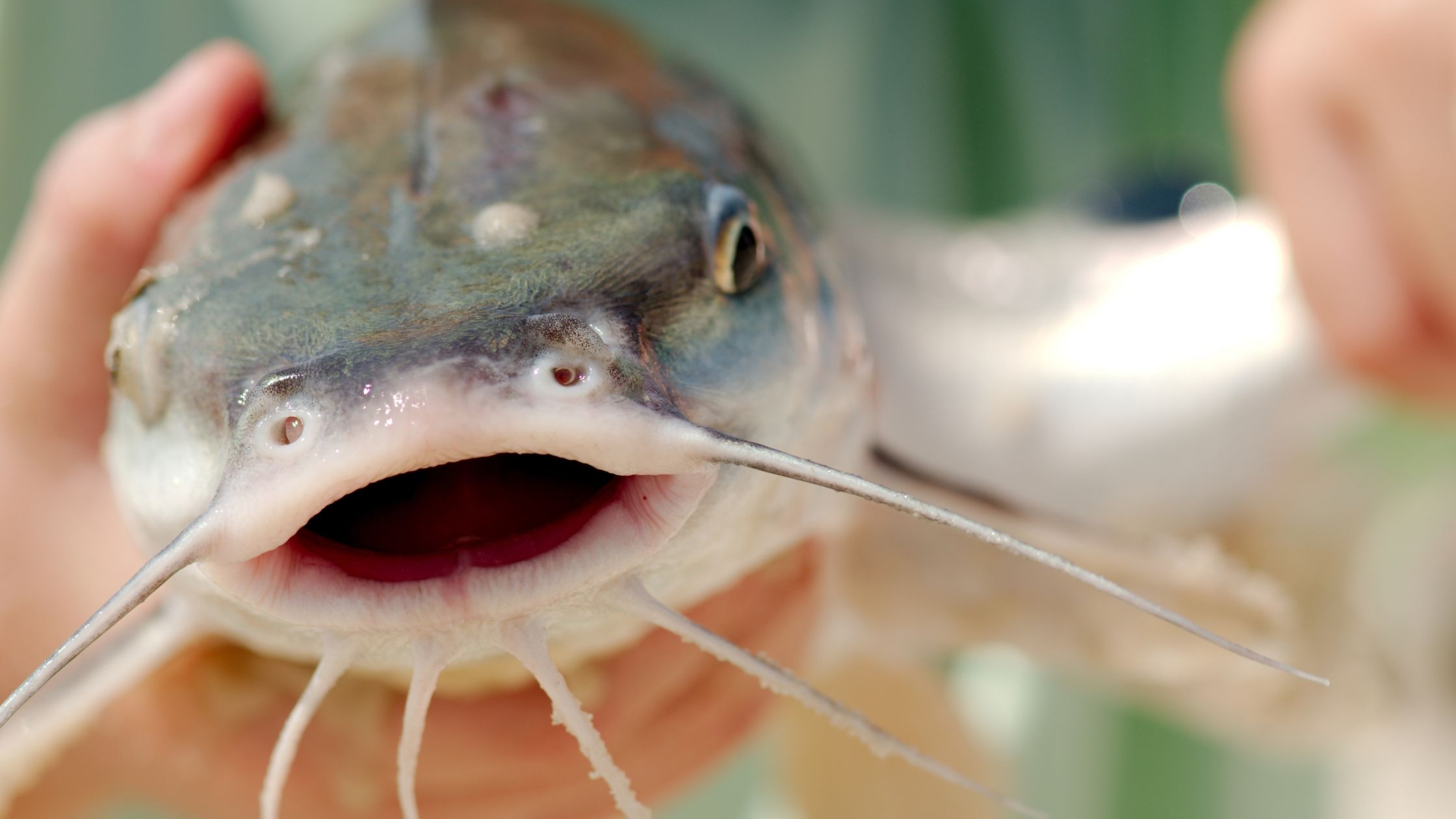 Will Channel Catfish Eat Bullheads? (Everything You Need To Know)