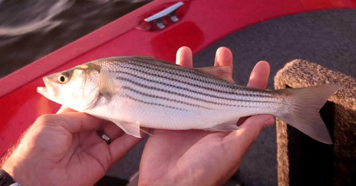 Are Striped Bass Good To Eat?