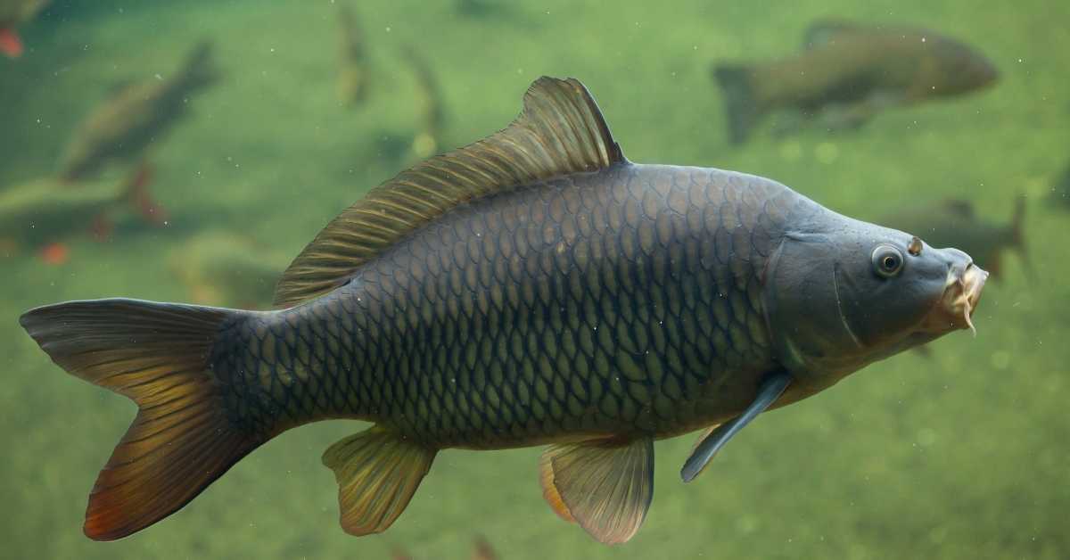 What do Carp Eat? (These Answers Might Shock You)