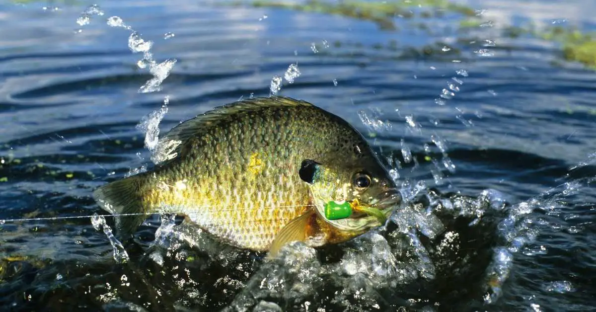 Are Bluegill Good to Eat? You Might be Surprised