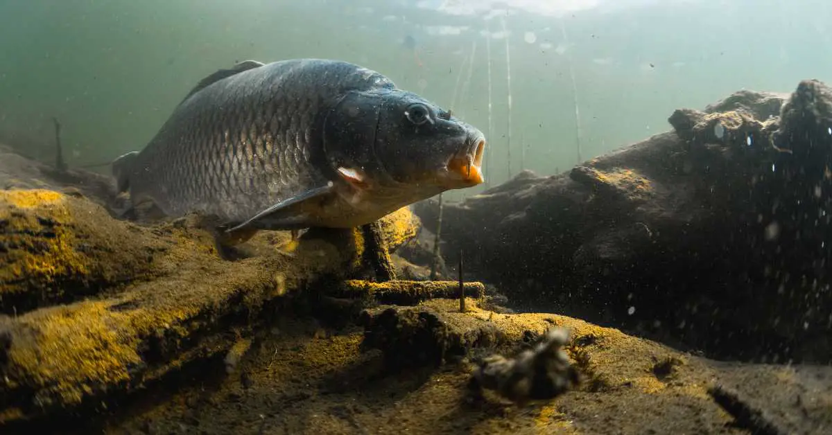 Are Carp Good To Eat? (The Delicious Truth)